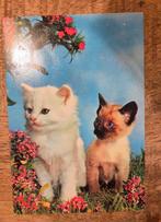 Siamese en witte kitten naast elkaar, Verzenden, 1980 tot heden, Gelopen, Hond of Kat