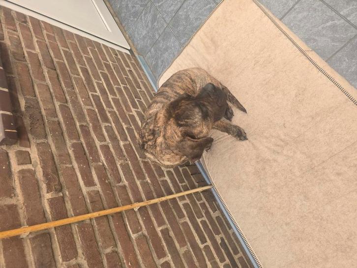 Dogo canario teef 3,5 jaar, Dieren en Toebehoren, Honden | Bulldogs, Pinschers en Molossers, Teef, Overige rassen, Particulier