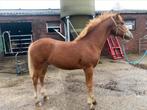 Te koop prachtig hengstveulen, Dieren en Toebehoren, Pony's, Hengst, Recreatiepony, Ingeënt, 0 tot 2 jaar