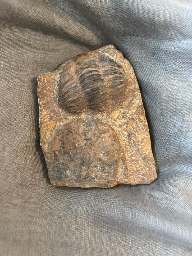 Trilobiet Fossiel in Steen, Antiek en Kunst, Antiek | Overige Antiek, Ophalen of Verzenden