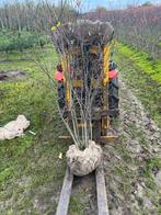 Amelchier 150-175 en 175-200 en 200-250 cm, Bloeit niet, Halfschaduw, 100 tot 250 cm, Overige soorten