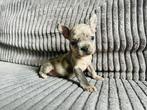Franse Bulldog pups met stamboom uit geteste ouders, Dieren en Toebehoren, Honden | Bulldogs, Pinschers en Molossers, CDV (hondenziekte)