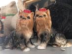 Yorkshire terrier, Ophalen of Verzenden, Zo goed als nieuw