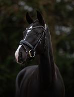 Chique KWPN-merrie met gouden karakter & sportpotentie, Merrie, B, Gechipt, Dressuurpaard