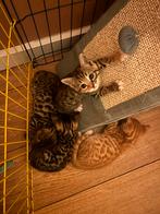 Bengaal kittens 2 m 2 v, Dieren en Toebehoren, Katten en Kittens | Raskatten | Korthaar, Meerdere dieren, Ontwormd