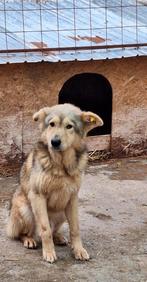 Knappe Max ter adoptie!, Dieren en Toebehoren, Particulier, Rabiës (hondsdolheid), Reu, 1 tot 2 jaar