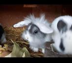 Jonge konijntjes dwerg hangoor en voskonijntjes, Dieren en Toebehoren, Meerdere dieren, Dwerg, Hangoor