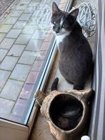 Kater cypers blauw, Dieren en Toebehoren, 0 tot 2 jaar