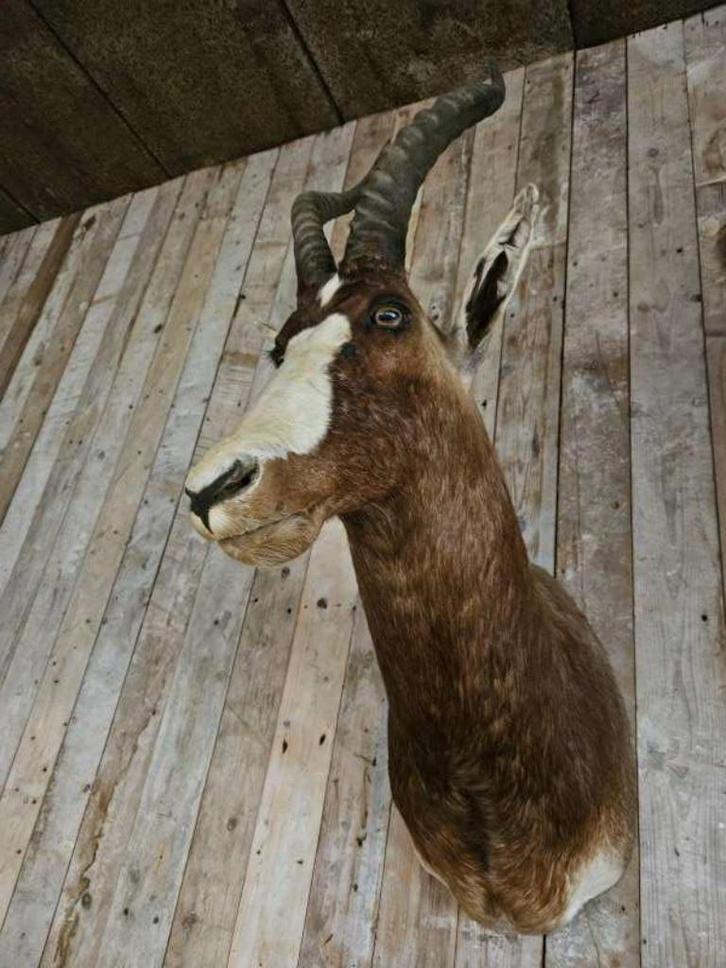 opgezette blesbok ``WOONWINKEL RUSTIEK``, Verzamelen, Dierenverzamelingen, Gebruikt, Opgezet dier, Wild dier, Ophalen of Verzenden