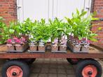 4 soorten magnolia, beverboom, slechts 2,75 per plant, Tuin en Terras, In pot, Lente, Overige soorten, Volle zon