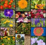 Diverse Bloemzaden Mix, Ophalen of Verzenden, Voorjaar, Volle zon, Zaad