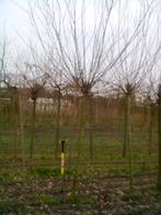 knotwilg , Salix alba, Volle zon, Lente, 250 tot 400 cm, Overige soorten