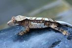 wimpergekko crested gecko, Dieren en Toebehoren, Reptielen en Amfibieën