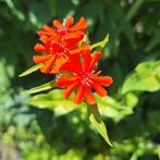 Lychnis chalcedonica, brandende liefde zaden, Ophalen of Verzenden, Voorjaar, Volle zon, Zaad