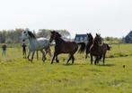 Paarden pension Stalling aangeboden Edam/Middelie, Dieren en Toebehoren, Stalling en Weidegang, Weidegang