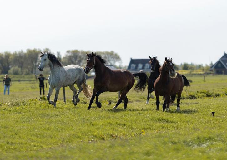 Paarden pension Stalling aangeboden Edam/Middelie, Dieren en Toebehoren, Stalling en Weidegang, Stalling, Weidegang