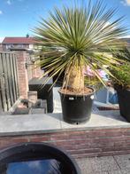 Yucca rostrata, Tuin en Terras, Planten | Tuinplanten, Vaste plant, Halfschaduw, Zomer, Ophalen