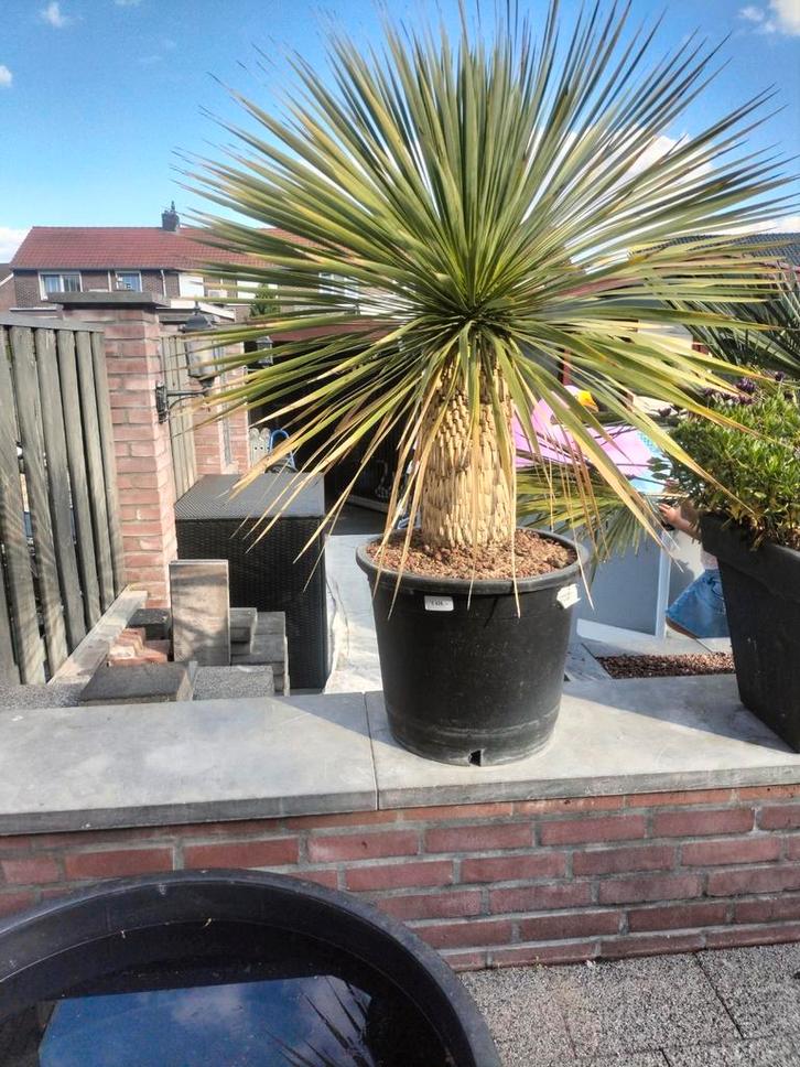 Yucca rostrata, Tuin en Terras, Planten | Tuinplanten, Vaste plant, Overige soorten, Halfschaduw, Zomer, Ophalen
