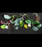 Epipremnum en Philodendron verrassingspakket Stekjesbox! 🌿, Ophalen of Verzenden