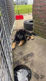 Duitse herder teefje Per Direct beschikbaar, Dieren en Toebehoren, Honden | Herdershonden en Veedrijvers, Rabiës (hondsdolheid)