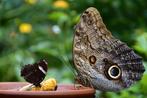 Caligo Memnon eitjes, Dieren en Toebehoren, Insecten en Spinnen, Vlinders of Rupsen