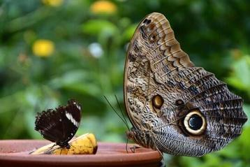 Caligo Memnon eitjes beschikbaar voor biedingen
