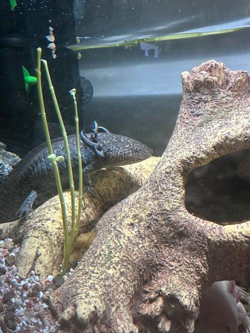 prachtig koppel volwassen axolotls van 2 jaar oud., Dieren en Toebehoren, Reptielen en Amfibieën, Amfibie, 0 tot 2 jaar