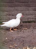 Witte manderijneend vrouw ruilen, Dieren en Toebehoren, Pluimvee, Mannelijk, Eend