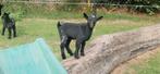 Gezonde 3 kleine Dwergeitbokjes, Dieren en Toebehoren, Meerdere dieren, Geit