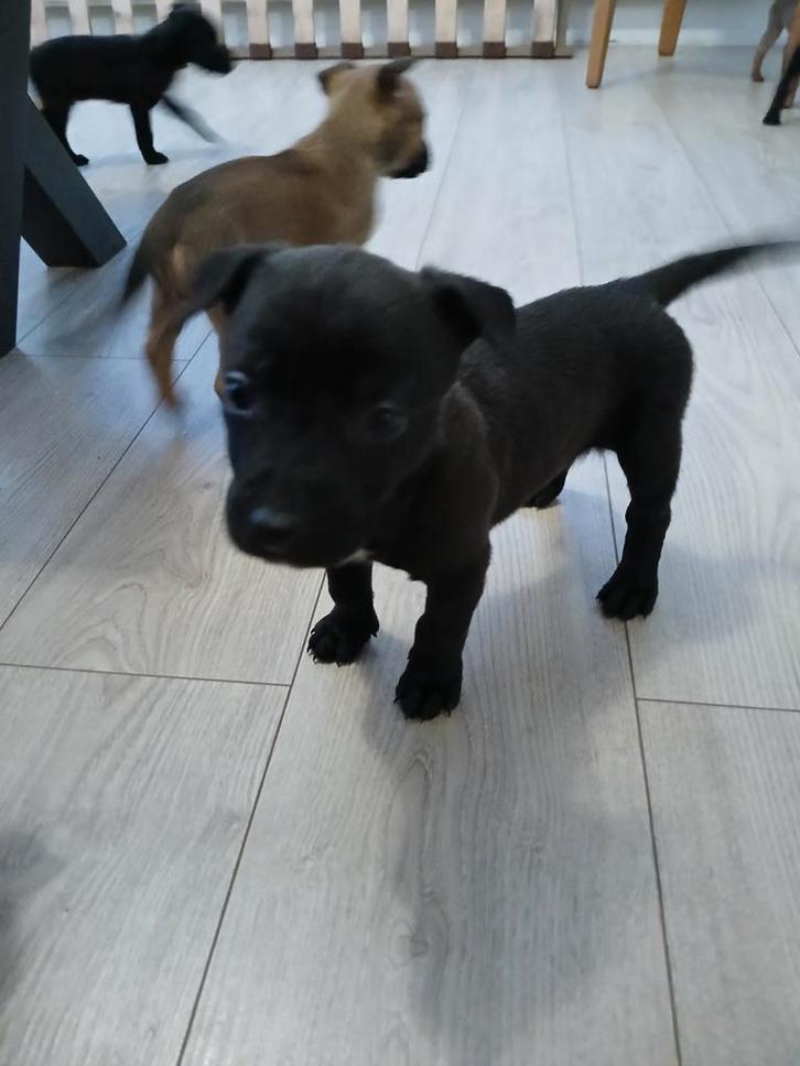 Staff Malinois Pups - Bijna Klaar voor Vertrek! 💥, Dieren en Toebehoren, Honden | Niet-rashonden, Meerdere dieren, Particulier