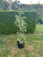 Conifeer, Tuja, Tuin en Terras, Planten | Bomen, Ophalen, Overige soorten, 100 tot 250 cm