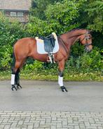 Te koop: Prachtige Ruin, geklasseerd op Inter I Niveau, Dieren en Toebehoren, ZZ, Gechipt, Ruin, Dressuurpaard