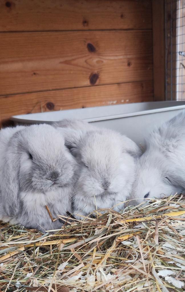 Franse hangoor. ️️, Dieren en Toebehoren, Konijnen, Groot, Meerdere dieren, Hangoor