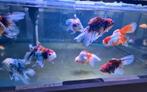Handpick Oranda Goudvis leeuwenkop Ca + 17 cm / Koidreams, Vis, Zoetwatervis