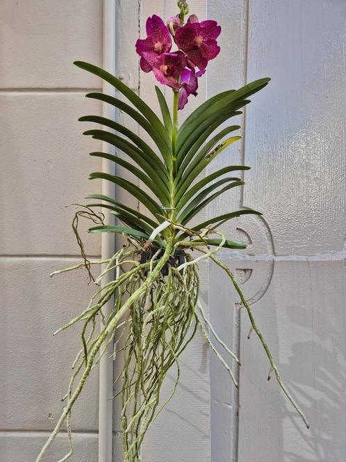 Orchidee Vanda (4), Huis en Inrichting, Kamerplanten, Overige soorten, Minder dan 100 cm, Ophalen of Verzenden
