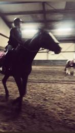 Verzorg Paard/pony/shetlander GEZOCHT !, Ophalen of Verzenden, Nieuw