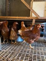 Mooie jonge bruine legkippen leghennen te koop, Dieren en Toebehoren, Pluimvee, Vrouwelijk, Kip