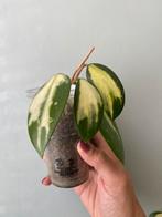 Hoya Vertiicillata Variegata, Huis en Inrichting, Kamerplanten, Ophalen, Halfschaduw, Minder dan 100 cm