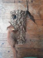Opgezette eekhoorn met drie spreeuwen, Verzamelen, Dierenverzamelingen, Ophalen, Zo goed als nieuw, Opgezet dier