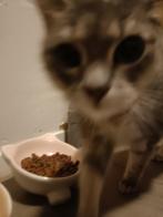 Poes Zoë, Dieren en Toebehoren, Poes, Kortharig, 6 jaar of ouder