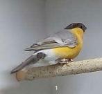 Gezocht koppel Goudvinken, Meerdere dieren, Wildzangvogel, Geringd