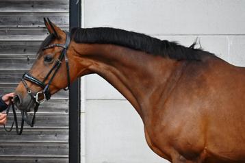 10 jarige Z dressuur merrie beschikbaar voor biedingen