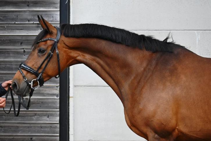 10 jarige Z dressuur merrie, Dieren en Toebehoren, Paarden, Merrie, Z, 165 tot 170 cm, 7 tot 10 jaar, Dressuurpaard, Met stamboom