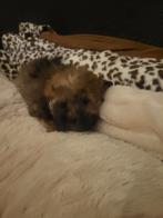 Laatste doodle pup meisje, Eén hond, Nederland, Particulier, CDV (hondenziekte)