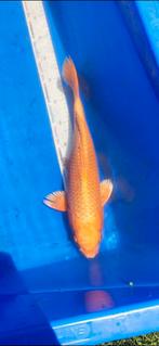 (10) Koi / Koi karper - Orenji 40 cm., Karper of Koi