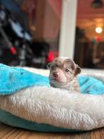 Pomchi, 8 tot 15 weken, Meerdere, Meerdere dieren, Chihuahua