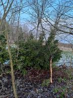 Taxus, Tuin en Terras, Ophalen of Verzenden, Minder dan 100 cm, Vijgenboom