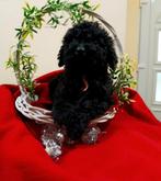 Cockapoo pup, Dieren en Toebehoren, Rabiës (hondsdolheid), 15 weken tot 1 jaar, Overige rassen, Teef