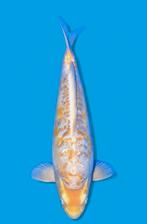 Special ARAGOKE japanse koi, Dieren en Toebehoren, Karper of Koi