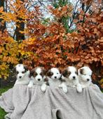 Kooiker pups -kruising Australian Sheperd, Dieren en Toebehoren, Overige rassen, 8 tot 15 weken, Meerdere, Meerdere dieren